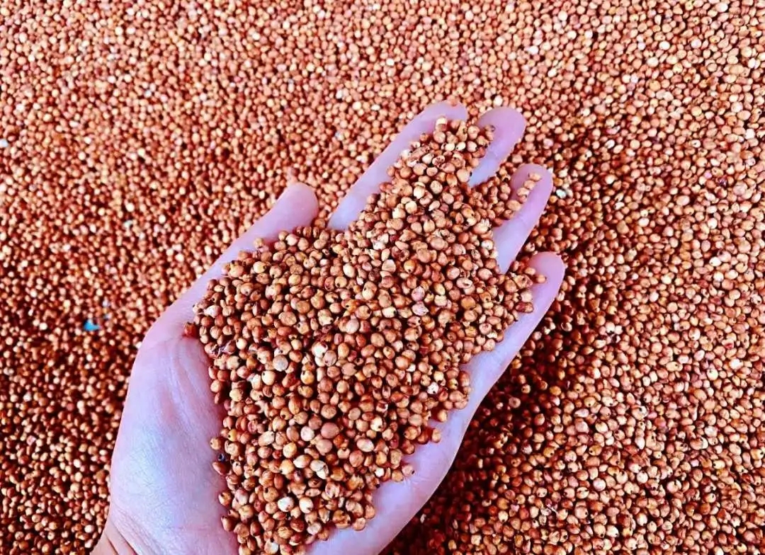 1635234282502897.jpg 24.webp.jpg