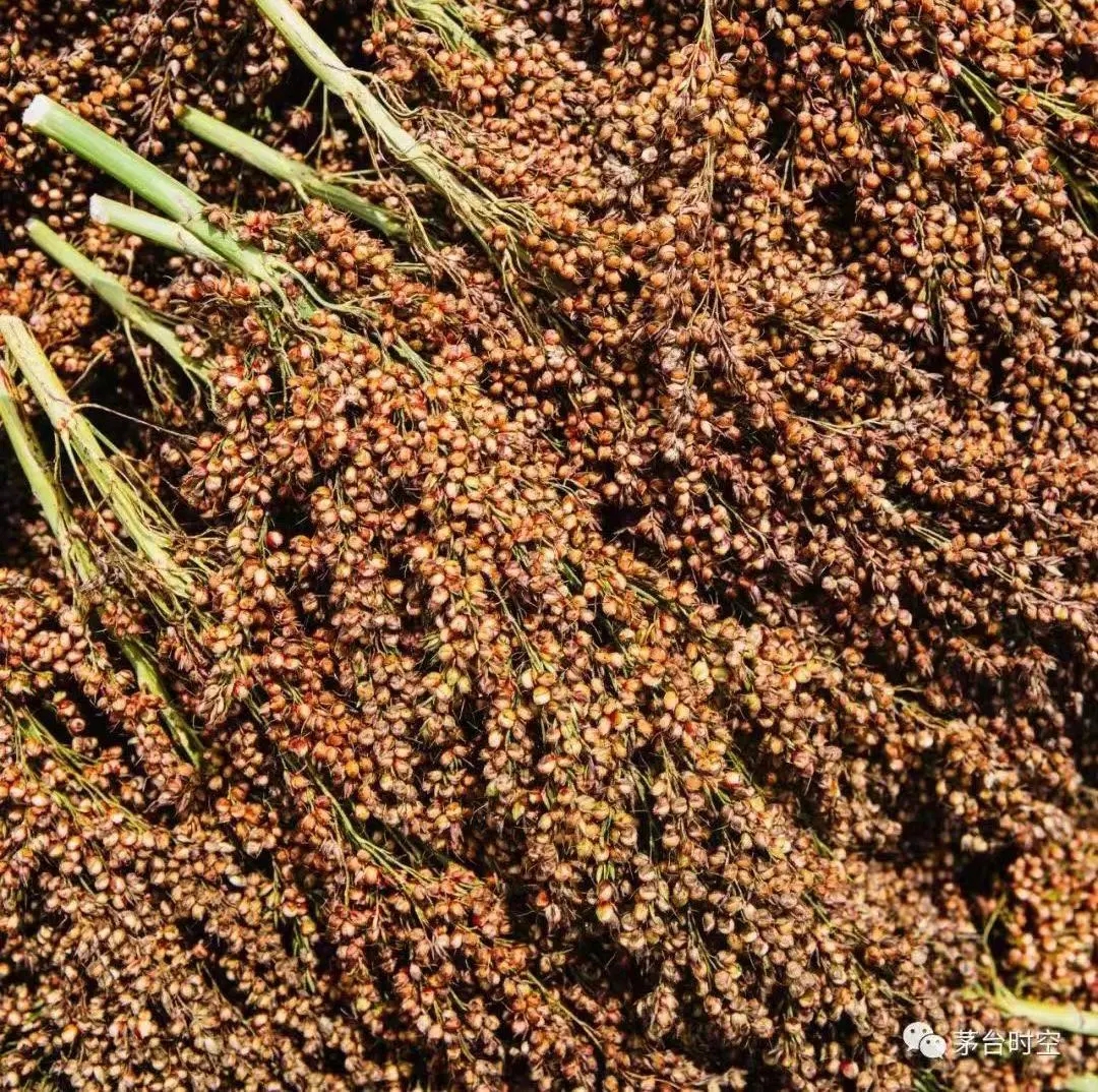 1635234302196983.jpg 26.webp.jpg